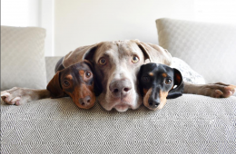 HarlowAndSage, la fratrie de canidés adorables